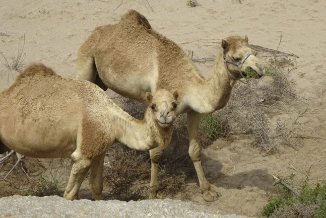 Camelride in the dunes