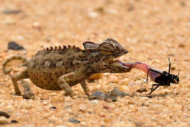 Gecko eating a beetle