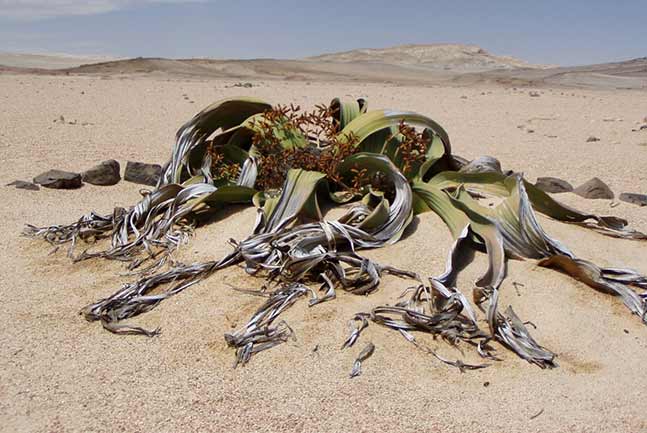 Welwitschia Mirabillis Plant