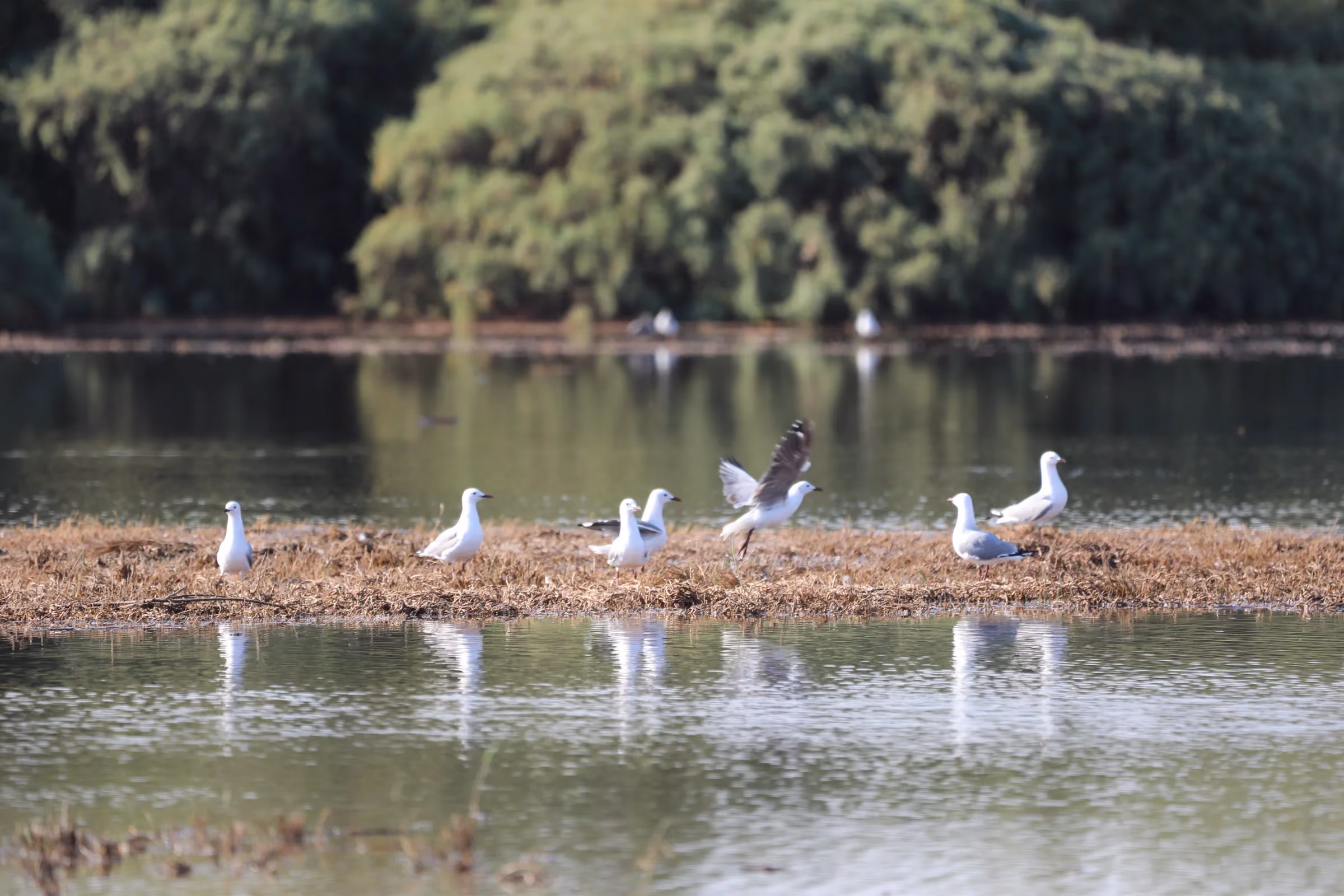 Birds gathered on a sandbar in the lagoon at The Stiltz