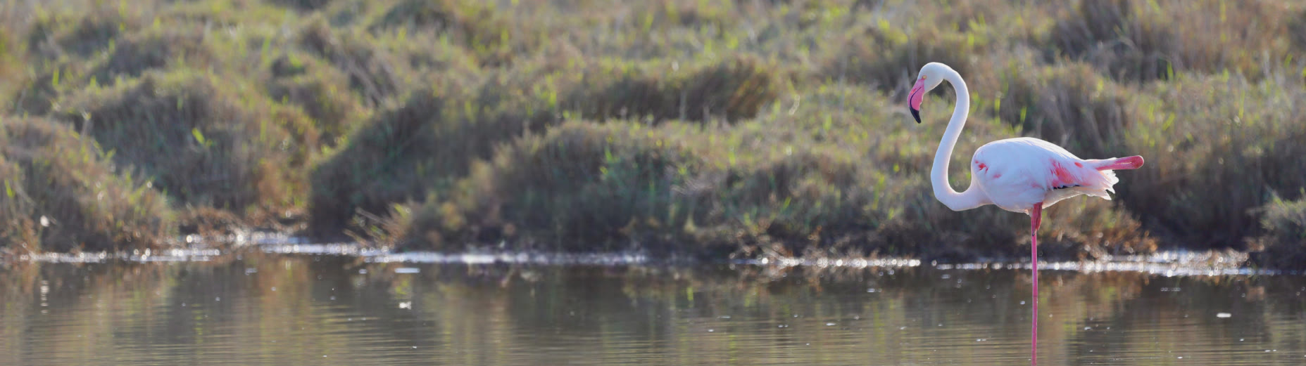 Flamingoes in the Swakopmund Lagoon near The Stiltz