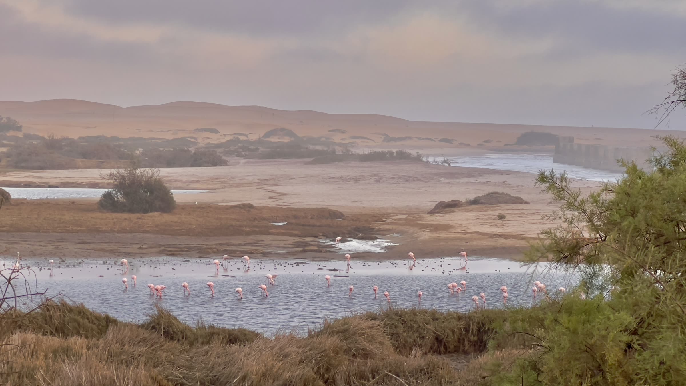 Flamingoes in the Swakopmund Lagoon with dunes at dusk