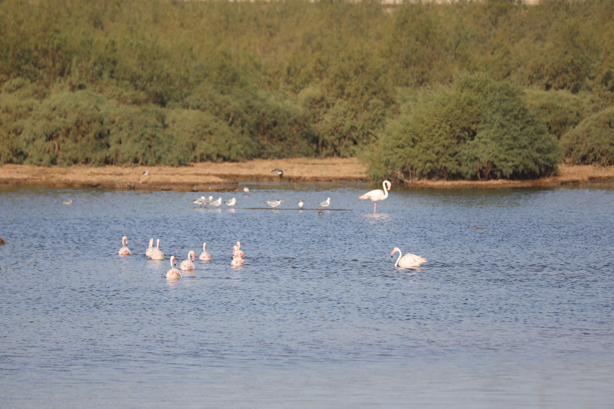 Flamingoes standing in lagoon water